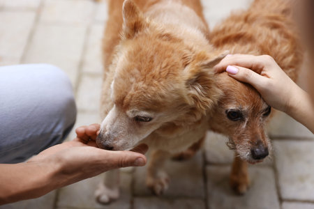Couple with their cute dogs outdoors, closeup