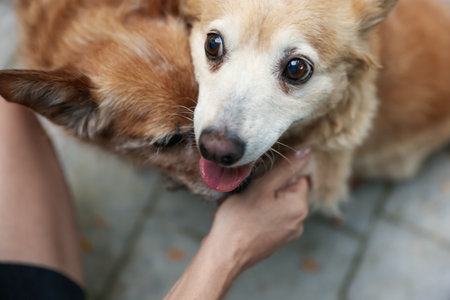 Volunteer with cute dogs outdoors, closeup