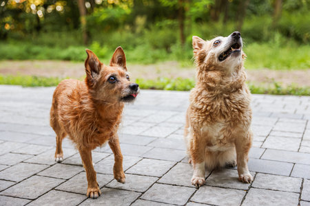 Cute dogs on pavement outdoors.