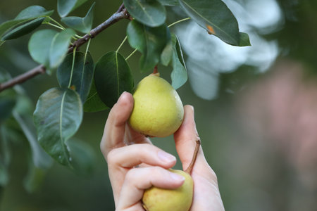 Woman picking pears from tree in garden, closeupの写真素材
