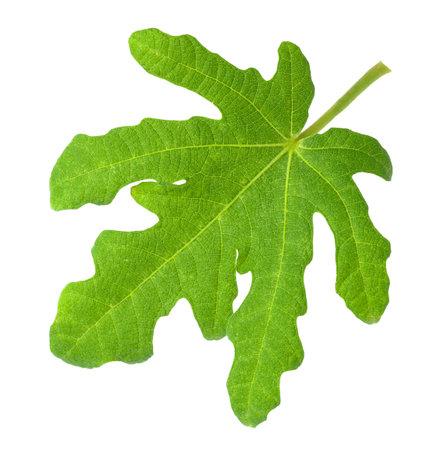 Leaf of fig plant isolated on white