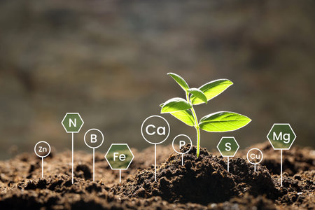 Seedling in soil, closeup. Chemical elements above earth. Composition analysis