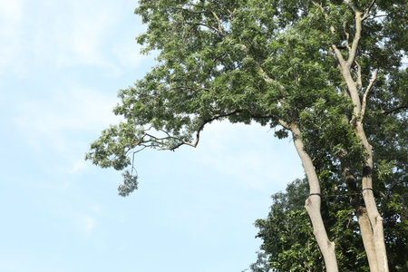 Beautiful trees with green leaves growing under light blue sky, low angle view. Space for text