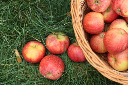 Fresh ripe apples in wicker basket on green grass outdoors, top view
