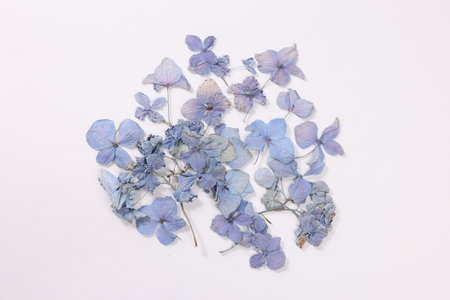 Beautiful dry hydrangea flowers on white background, top viewの写真素材