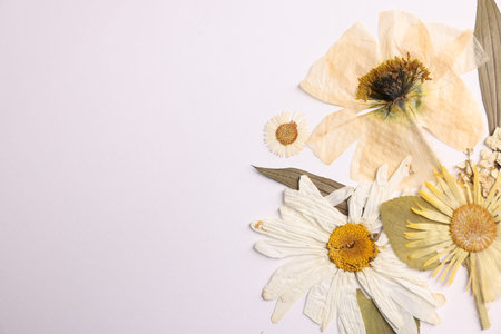 Beautiful dry flowers on white background, flat layの写真素材