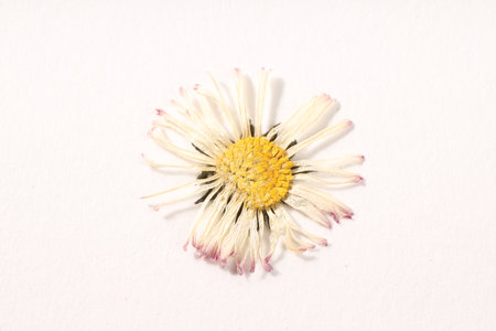 Beautiful dry daisy flower on white background, top viewの写真素材