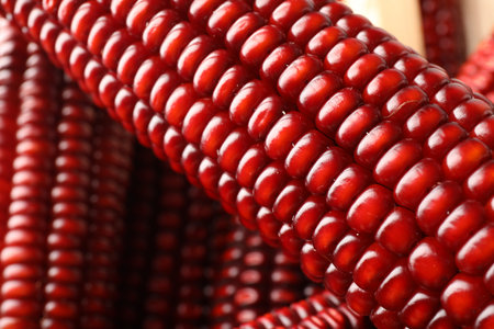 Ripe red corn cobs as background, closeup
