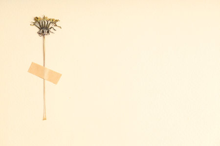 Beautiful dry dandelion flower with adhesive tape on beige background, top view. Space for text