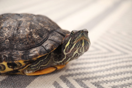Cute turtle pet on soft carpet, closeup. Space for text