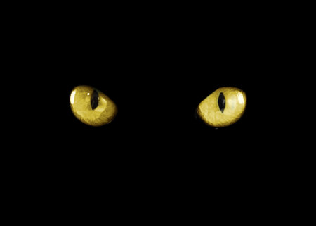 Golden cat eyes visible in darkness. Halloween vibeの写真素材