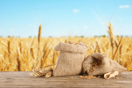 Cereal grains and ears of wheat on wooden table against agricultural fieldの写真素材