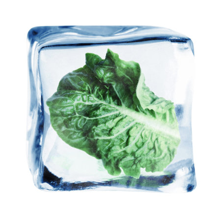 Fresh lettuce leaf inside ice cube isolated on white