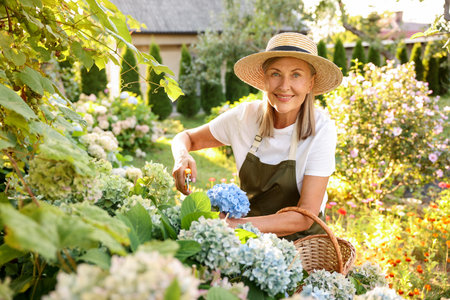 Senior woman pruning hydrangea flowers with secateurs in garden