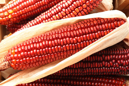 Ripe red corn cobs as background, closeup