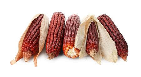 Ripe red corn cobs isolated on white