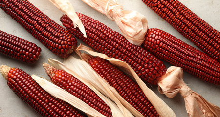 Ripe red corn cobs on light table against, flat lay