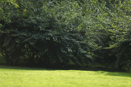 Lush green grass and bushes growing outdoors, selective focusの写真素材