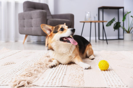 Cute Welsh Corgi with toy on floor at homeの写真素材