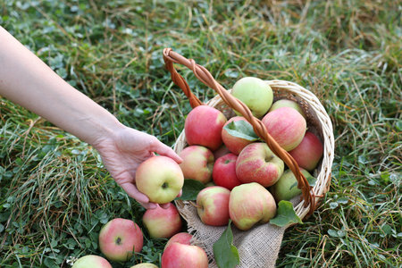 Woman putting ripe apple into wicker basket on green grass outdoors, closeupの写真素材