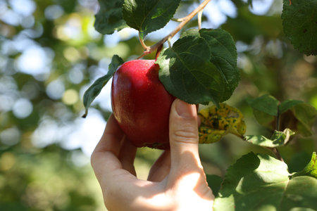 Woman picking ripe apple from tree in garden, closeup