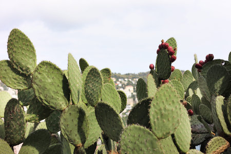 Beautiful cactus plant growing in park, closeup