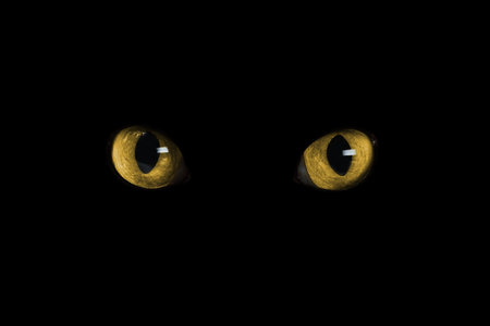 Golden cat eyes visible in darkness.