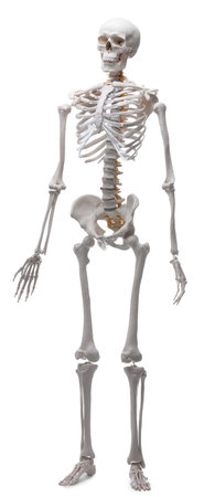 Artificial human skeleton model isolated on whiteの写真素材