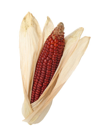 One ripe red corn cob isolated on whiteの写真素材