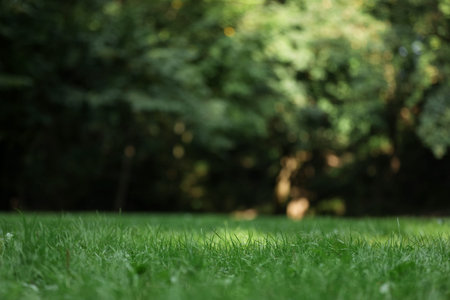 Lush green grass growing outdoors, selective focus