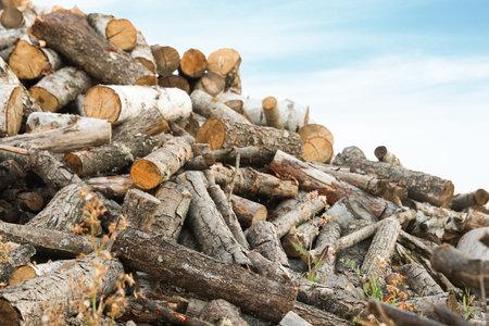 Pile of cut firewood outdoors, closeup view