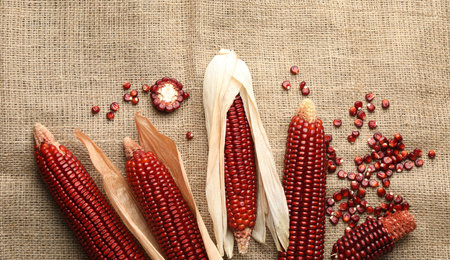 Ripe red corn cobs and kernels on burlap fabric, flat layの写真素材
