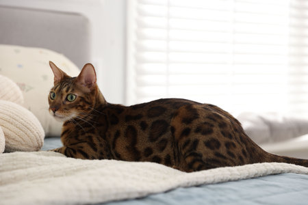Bengal cat lying on bed indoors, space for text. beautiful pet