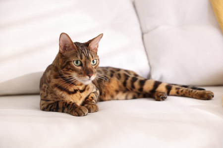 Bengal cat lying on sofa indoors. beautiful pet