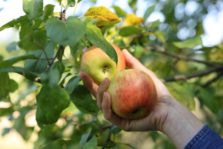 Woman picking ripe apples from tree in garden, closeup
