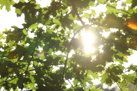 Sun shining through tree branches with green leaves outdoors, low angle view