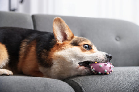 Cute Welsh Corgi playing with toy on couch at home