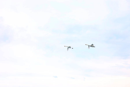 Beautiful white swans flying in cloudy skyの写真素材