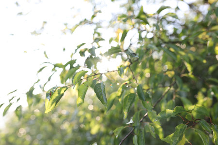 Tree with green leaves in morning, closeup