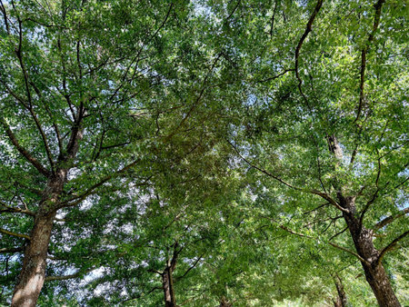 Beautiful tree with green leaves growing under blue sky, bottom view