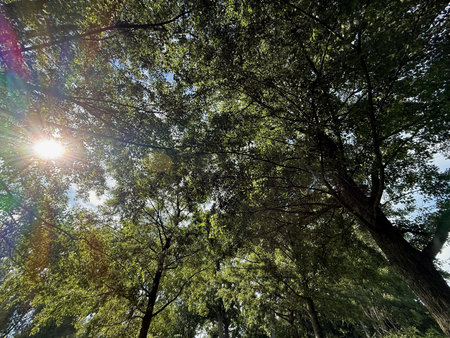 Beautiful tree with green leaves growing under blue sky, bottom view