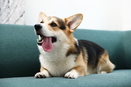 Cute Welsh Corgi on sofa at homeの写真素材