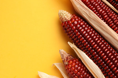Ripe red corn cobs on yellow background, flat lay. Space for text