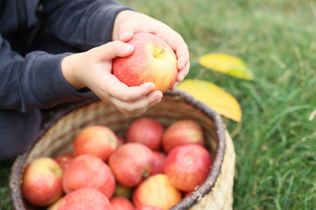 Child with fresh apple near wicker basket full of fruits on green grass in garden, closeupの写真素材