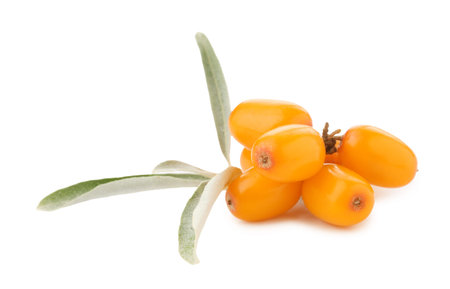 Fresh sea buckthorn berries with green leaves isolated on white
