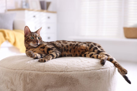 Bengal cat lying on pouf indoors, space for text. beautiful pet