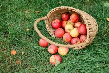 Fresh ripe apples in wicker basket and fallen leaves on green grass outdoors, space for text