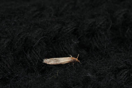Common clothes moth (Tineola bisselliella) on black knitted fabric, closeup. Space for text
