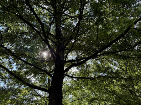 Beautiful tree with green leaves growing under blue sky, bottom viewの写真素材
