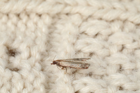 Common clothes moth (Tineola bisselliella) on beige knitted fabric, closeup.の写真素材